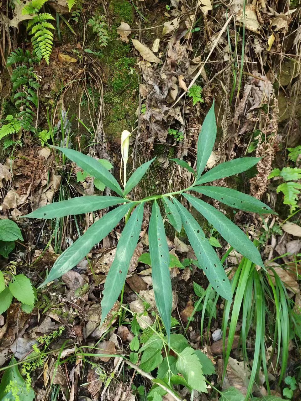 神農(nóng)中醫(yī)館 神農(nóng)中醫(yī)館